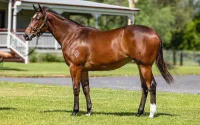 Non-Correlated Assets Matter